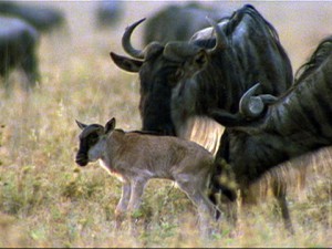 wildebeest