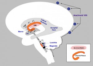 brain-injury-in-preterm-infants-18-728 (2)